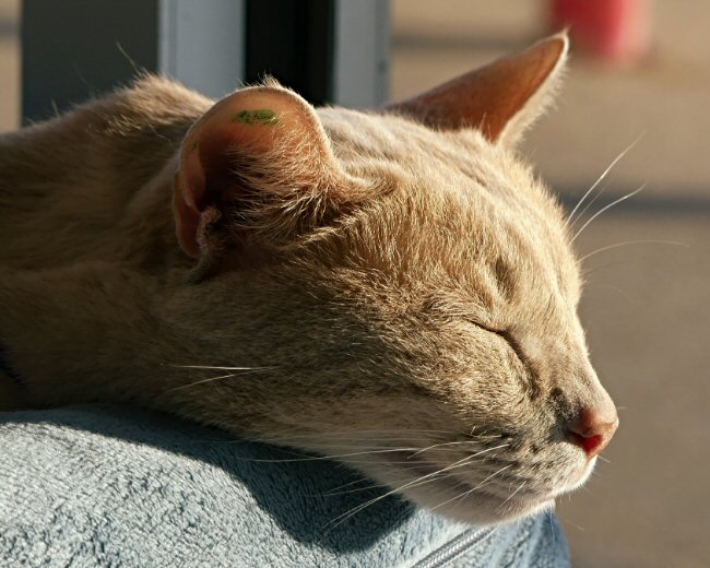 Purrch catio illustration